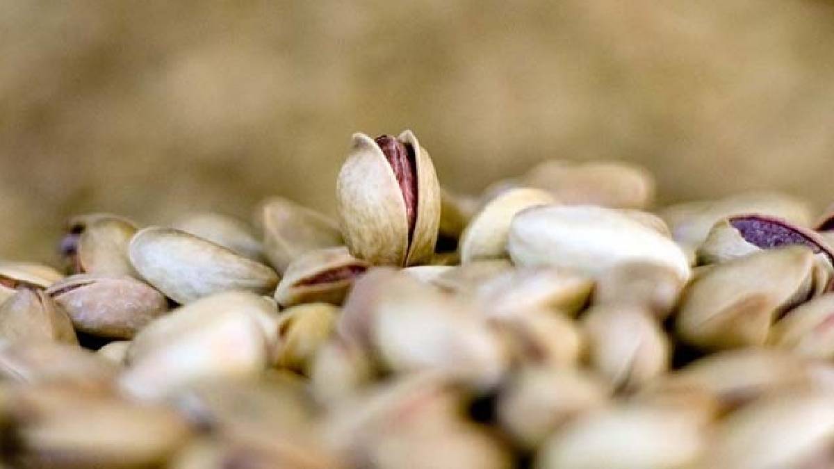 Fıstıkta arz krizi: Fiyatlar 8 yılın zirvesine çıktı