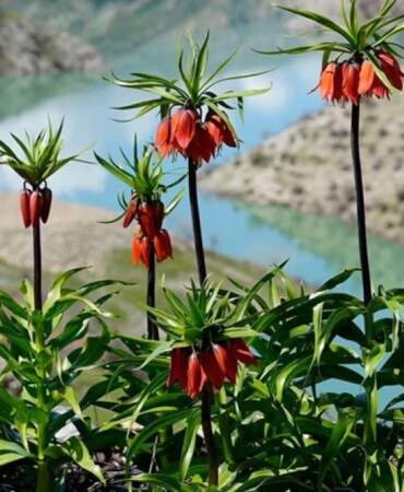 Ters lale nerede yetişir, koparmanın cezası ne kadar? Ağlayan gelin ne anlama gelir?