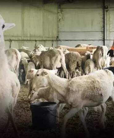 100 koyun desteği geri ödeme var mı, tamamen ücretsiz mi? Şehirde yaşayanlar bu krediden nasıl yararlanacak?