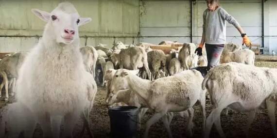 100 koyun desteği geri ödeme var mı, tamamen ücretsiz mi? Şehirde yaşayanlar bu krediden nasıl yararlanacak?
