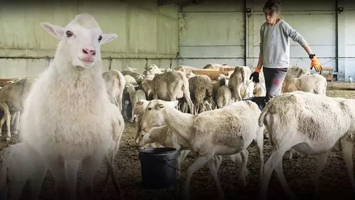100 koyun desteği geri ödeme var mı, tamamen ücretsiz mi? Şehirde yaşayanlar bu krediden nasıl yararlanacak?