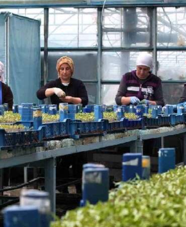 Yılda 1 milyon tane üretiliyor, bölgeyi kalkındırıyor! Erzincan’dan çıkıp çevre illere gönderiliyor