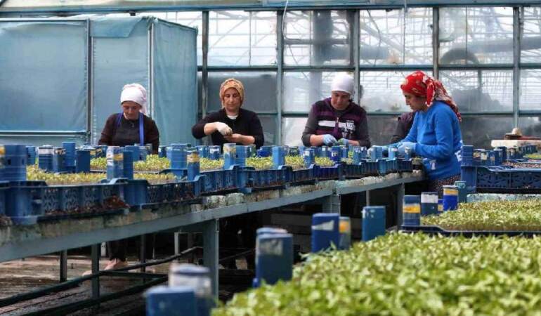 Yılda 1 milyon tane üretiliyor, bölgeyi kalkındırıyor! Erzincan’dan çıkıp çevre illere gönderiliyor