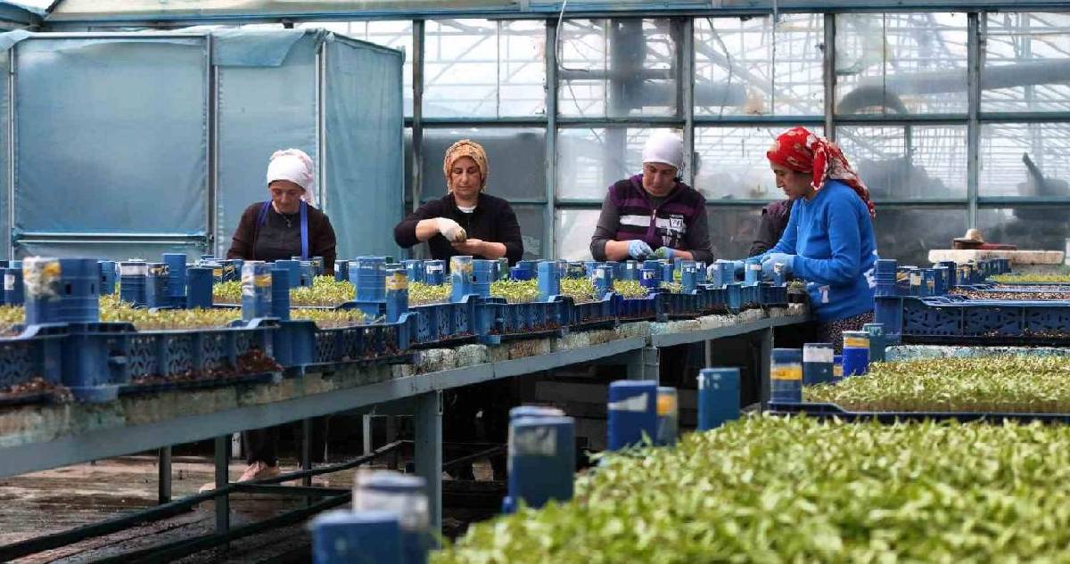 Yılda 1 milyon tane üretiliyor, bölgeyi kalkındırıyor! Erzincan’dan çıkıp çevre illere gönderiliyor