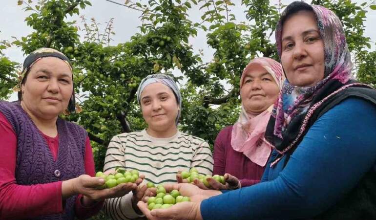 Mersin’de örtü altından sonra açıkta da başladı! Tezgahlar eriklerle bayram edecek: Fiyatı 200 TL’ye kadar düştü