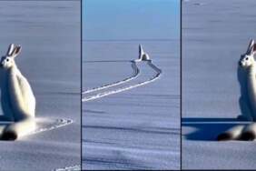 “Uzun kulaklı kar tavşanı” gerçek mi? Sosyal medya bu görüntüleri konuşuyor