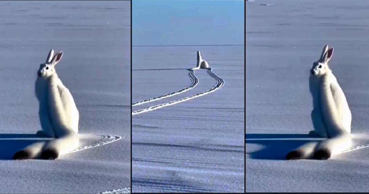 “Uzun kulaklı kar tavşanı” gerçek mi? Sosyal medya bu görüntüleri konuşuyor