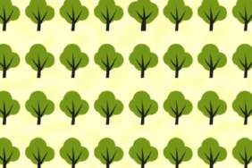 Görsel zekanıza ne kadar güveniyorsunuz? 6 saniyede farklı ağacı bulan dahi sayılıyor!