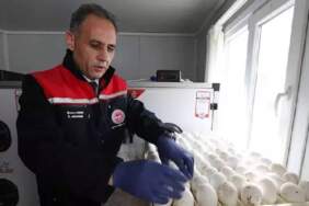 Sadece 1500 yumurtayla başladı, Kars’ta büyük adım atıldı! Yerli üretim için kollar sıvanıyor