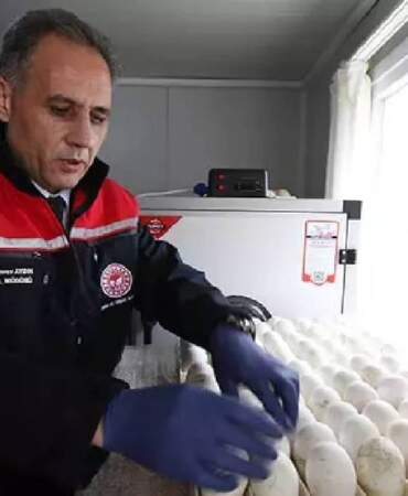 Sadece 1500 yumurtayla başladı, Kars’ta büyük adım atıldı! Yerli üretim için kollar sıvanıyor
