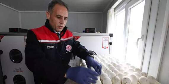 Sadece 1500 yumurtayla başladı, Kars’ta büyük adım atıldı! Yerli üretim için kollar sıvanıyor