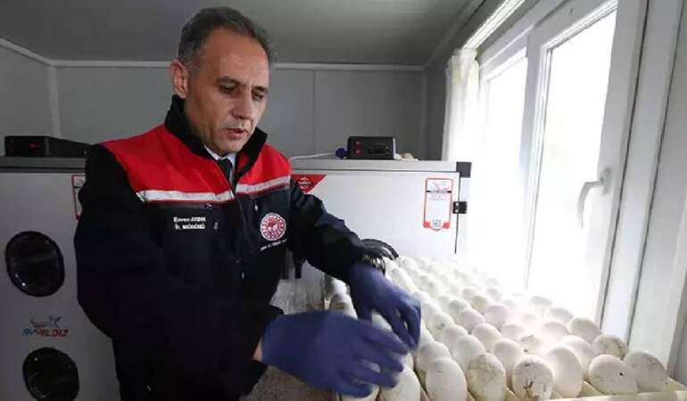 Sadece 1500 yumurtayla başladı, Kars’ta büyük adım atıldı! Yerli üretim için kollar sıvanıyor