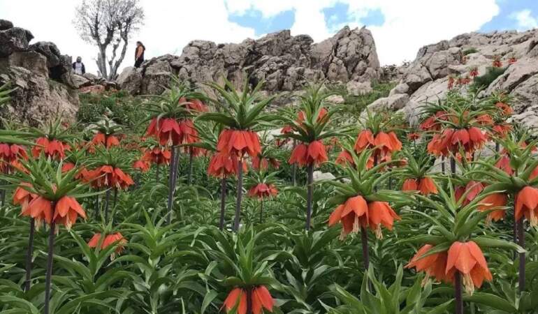 Yalnızca 20 gün görünüyor! Koparanlara büyük cezalar geliyor! Kerbela çiçeği nedir?
