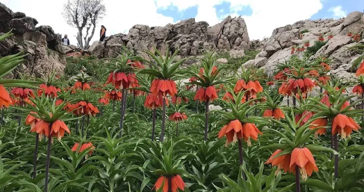Yalnızca 20 gün görünüyor! Koparanlara büyük cezalar geliyor! Kerbela çiçeği nedir?