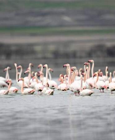 Kayseri’nin unutulmaz gölü yeniden hayat buldu! Allı turna sesleri yankılanıyor