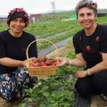 Hepsi organik üretiliyor, hasadı yüz güldürüyor! Tire’de kadınlar çilek başına geçti