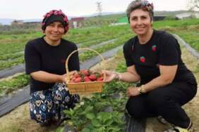 Hepsi organik üretiliyor, hasadı yüz güldürüyor! Tire’de kadınlar çilek başına geçti