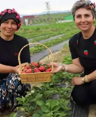 Hepsi organik üretiliyor, hasadı yüz güldürüyor! Tire’de kadınlar çilek başına geçti