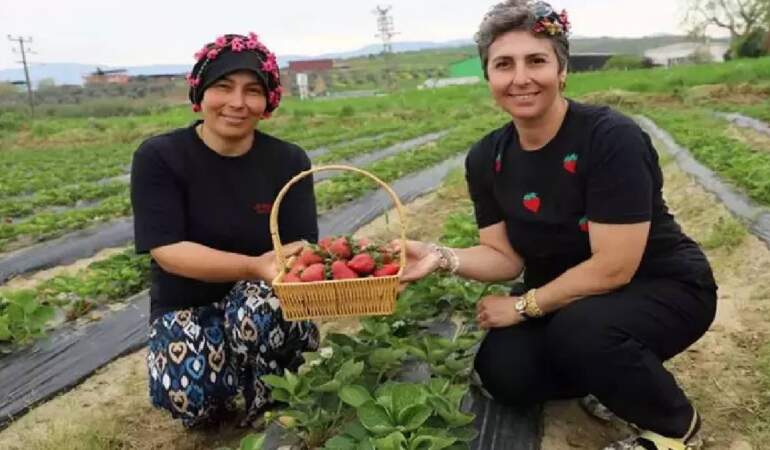 Hepsi organik üretiliyor, hasadı yüz güldürüyor! Tire’de kadınlar çilek başına geçti