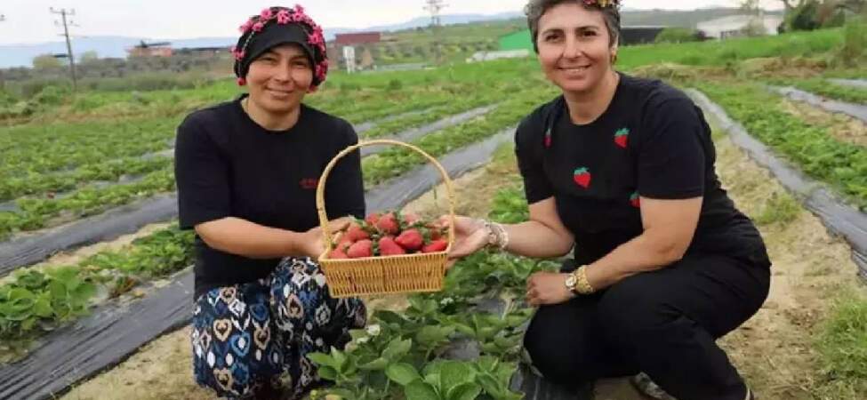 Hepsi organik üretiliyor, hasadı yüz güldürüyor! Tire’de kadınlar çilek başına geçti