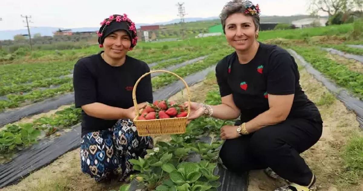 Hepsi organik üretiliyor, hasadı yüz güldürüyor! Tire’de kadınlar çilek başına geçti