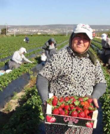 Silifke’de açıkta çilek hasadı başladı! Dubai ve Katar’a gönderiliyor, kilosu 90 TL’yi buluyor