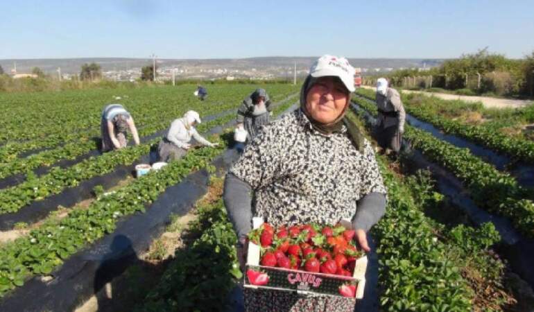 Silifke’de açıkta çilek hasadı başladı! Dubai ve Katar’a gönderiliyor, kilosu 90 TL’yi buluyor