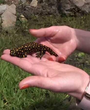 ‘Yağmur Gelini’ olarak biliniyor, baharla birlikte ortaya çıkıyor! Zarar vereni 557.212 TL para cezası bekliyor