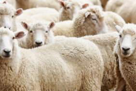 Vekalet yoluyla kurban kesim bedelleri belirlendi