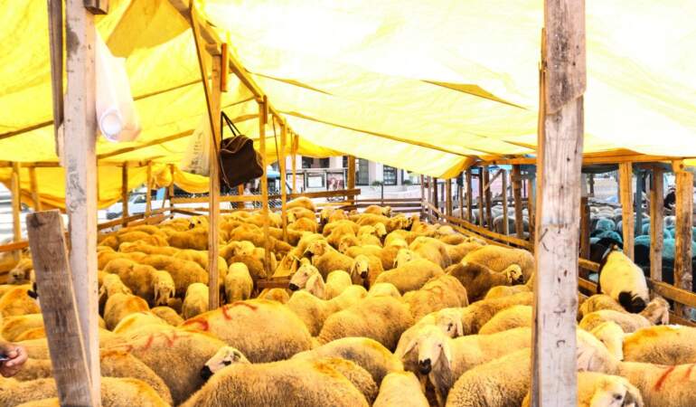 2026 yılı kurbanlık fiyatları ne olur? Küçükbaş, büyükbaş kurbanlık canlı kilo ve hisse fiyatları kaç TL