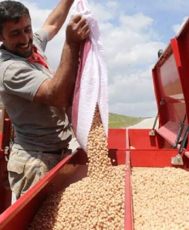 Yağışlar çiftçiyi umutlandırdı: Nohutta rekolte beklentisi arttı