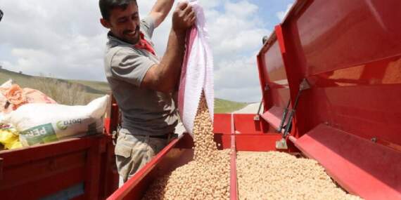 Yağışlar çiftçiyi umutlandırdı: Nohutta rekolte beklentisi arttı