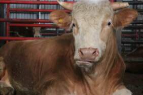 Ağırlığı 1,5 ton, fiyatı 950.000 TL: ‘Benim gözümde değeri çok daha fazla’