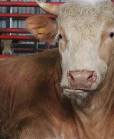 Ağırlığı 1,5 ton, fiyatı 950.000 TL: ‘Benim gözümde değeri çok daha fazla’
