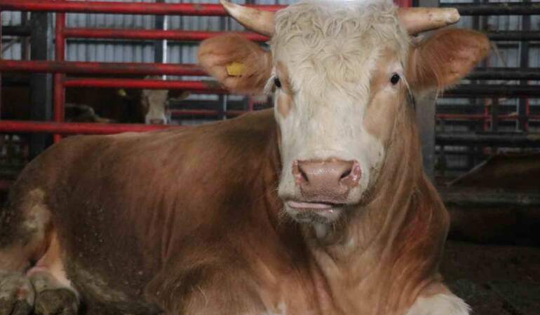 Ağırlığı 1,5 ton, fiyatı 950.000 TL: ‘Benim gözümde değeri çok daha fazla’