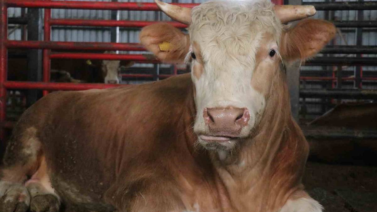 Ağırlığı 1,5 ton, fiyatı 950.000 TL: ‘Benim gözümde değeri çok daha fazla’