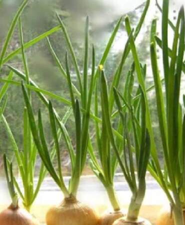 Pazardan marketten almanıza gerek yok! Kilosu 60 TL’ye kadar yükseldi: Evde bardakta yetiştirebilirsiniz