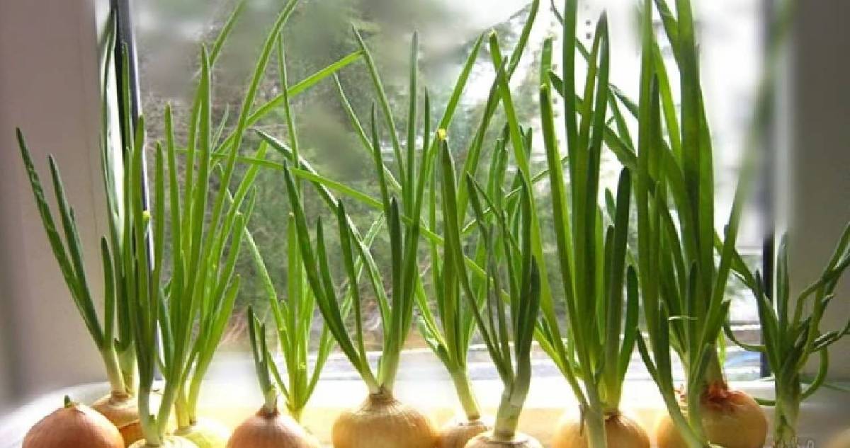 Pazardan marketten almanıza gerek yok! Kilosu 60 TL’ye kadar yükseldi: Evde bardakta yetiştirebilirsiniz