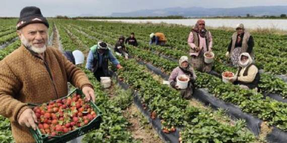 Mersin’de hasat ediliyor, uçak kargoyla Dubai ve Katar’a yollanıyor: Kilosu 75 TL