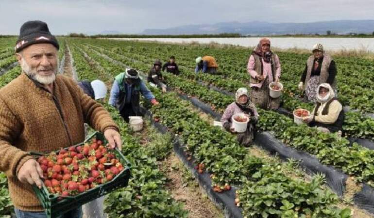 Mersin’de hasat ediliyor, uçak kargoyla Dubai ve Katar’a yollanıyor: Kilosu 75 TL