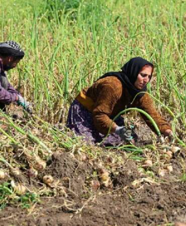 İklim değişikliği hasadı 2 hafta geciktirdi: Kilosunun en az 15 TL olması bekleniyor