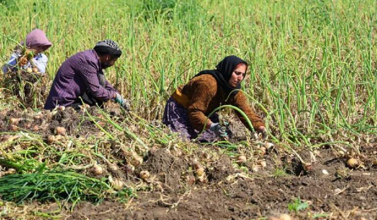İklim değişikliği hasadı 2 hafta geciktirdi: Kilosunun en az 15 TL olması bekleniyor