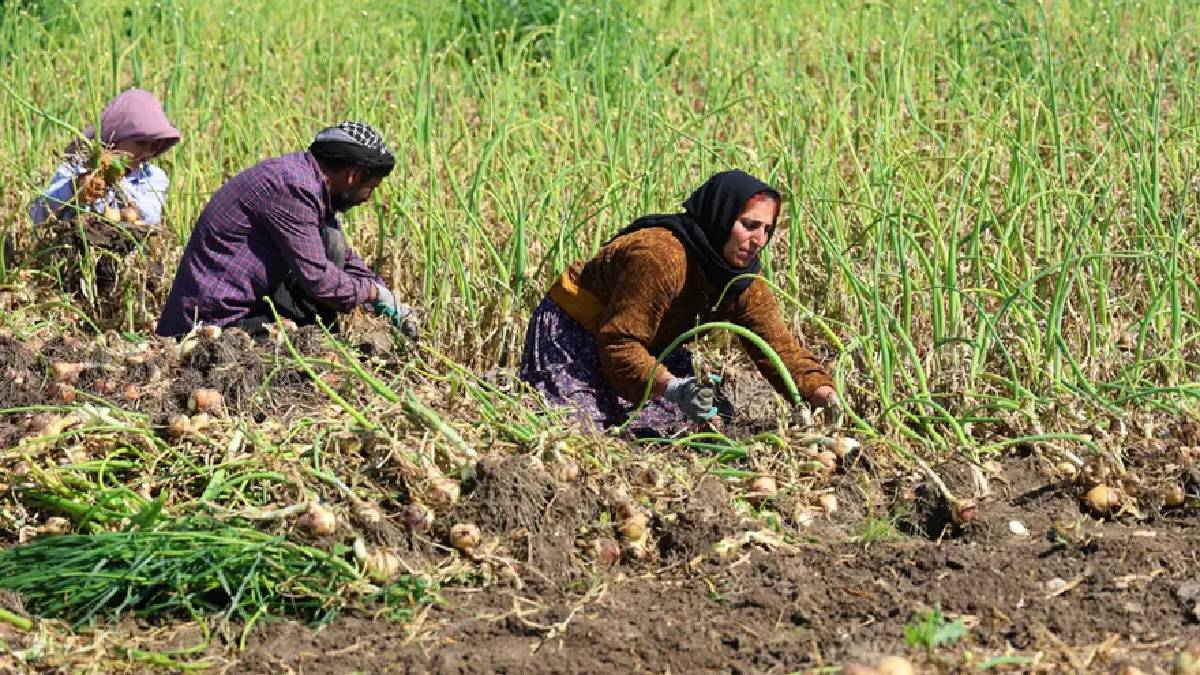 İklim değişikliği hasadı 2 hafta geciktirdi: Kilosunun en az 15 TL olması bekleniyor
