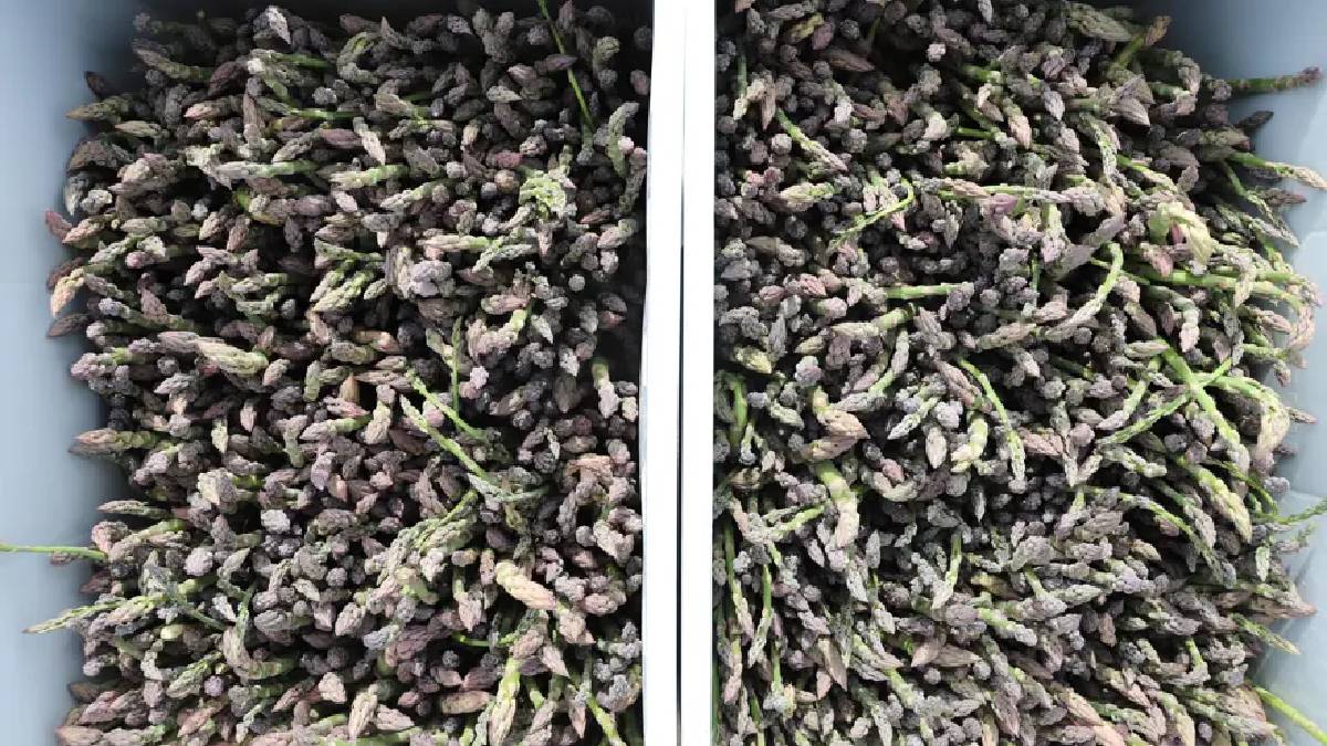 Dönümden 10 ton ürün alınıyor: Yoğun talepli ürün 3 ay boyunca hasat ediliyor