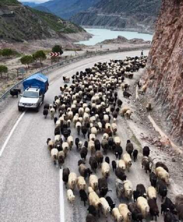 Kilometreler süren yayla yolculuğu başladı: Zorlu serüven görüntülendi