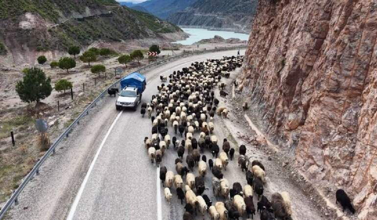 Kilometreler süren yayla yolculuğu başladı: Zorlu serüven görüntülendi