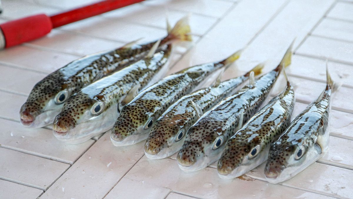 Balon balığı avında rekor artış: 665 bin avlandı