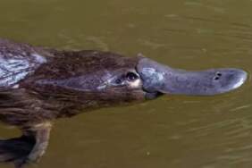 Ne dişi var ne de midesi, üstelik yumurtluyor! İşte en değişik memeli canlı