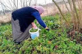 Parkta bahçede üzerine basıp geçiyoruz, şifasını bilmiyoruz! Dokunanı yakar ama tam bir ecza dolabı