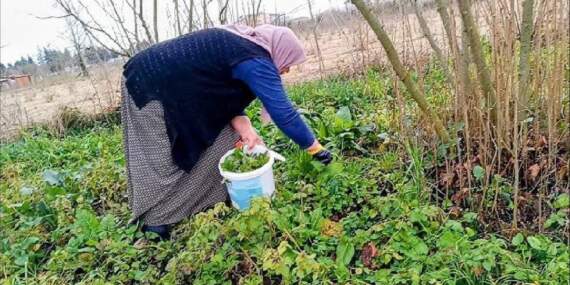 Parkta bahçede üzerine basıp geçiyoruz, şifasını bilmiyoruz! Dokunanı yakar ama tam bir ecza dolabı